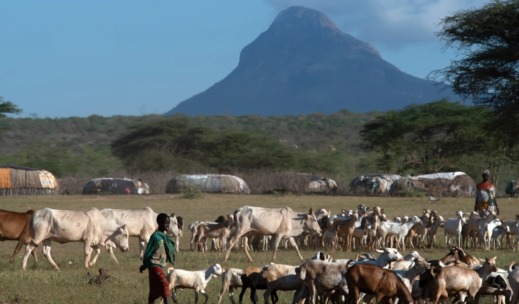 WSU Photo_Rift Valley fever
